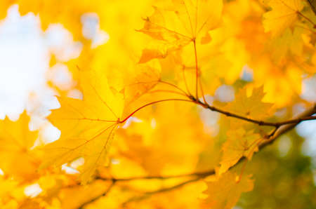 Yellow maple leaves.の写真素材