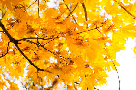 Yellow maple leaves.の写真素材