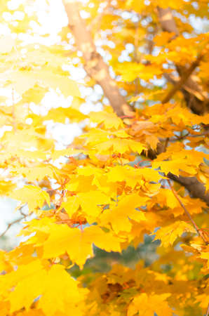 Yellow maple leaves.