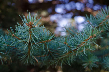 The branch of blue spruce.の写真素材