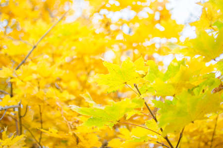 Yellow maple leaves.の写真素材