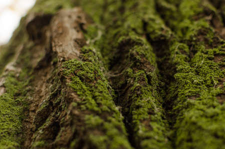 Green moss on a tree.の写真素材