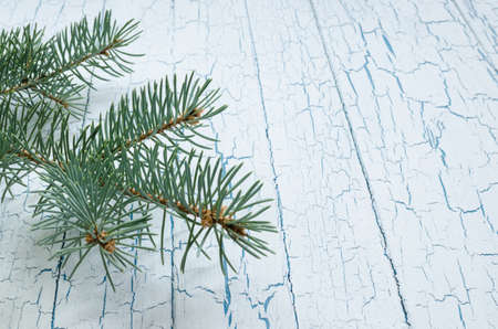 The branch of blue spruce.の写真素材