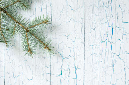 The branch of blue spruce.の写真素材