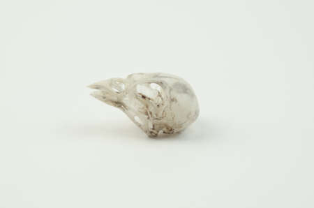 The skull of the bird on white background.の写真素材