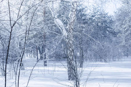 Snow, winter forestの写真素材