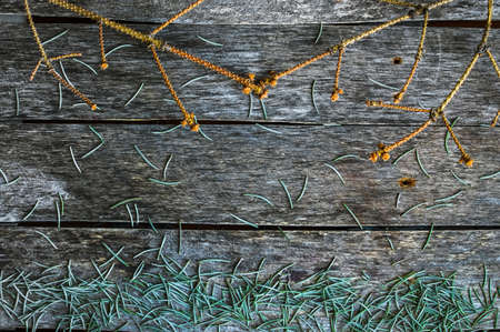 The branches of the fallen spruceの写真素材