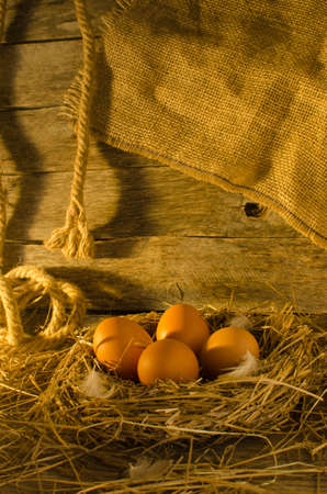 Chicken eggs in the chicken coopの写真素材