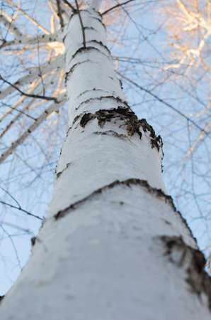 Wood birch bark and birch twig closeupの写真素材