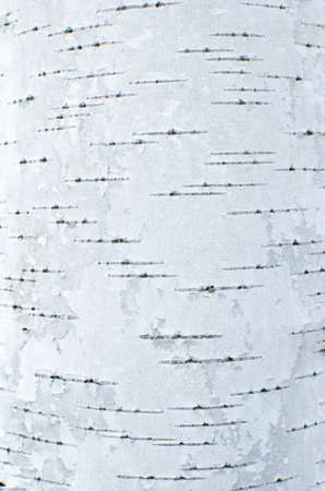 Wood birch bark and birch twig closeupの写真素材