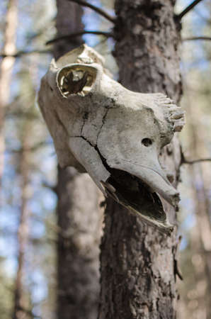 The skull of the horse in the forest on a treeの写真素材
