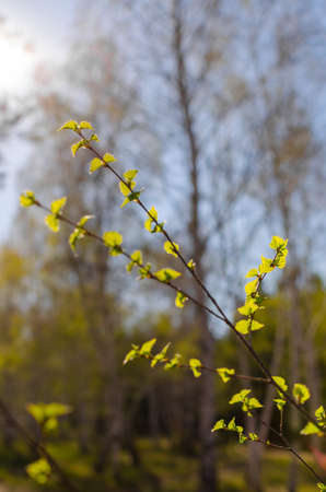 Blooming birch leavesの写真素材
