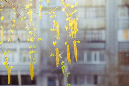 Birch catkins in the morning spring sunshineの写真素材