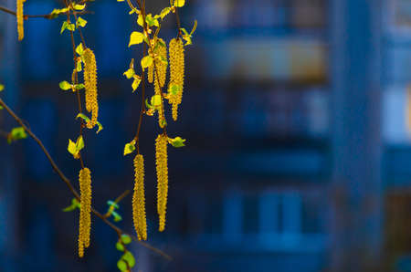 Birch catkins in the morning spring sunshineの写真素材