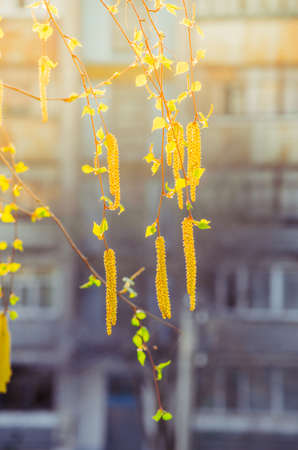 Birch catkins in the morning spring sunshineの写真素材