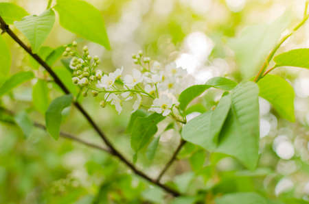 Flowers blooming in the spring cherry bright sunlightの写真素材