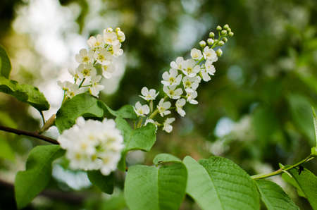 Flowers blooming in the spring cherry bright sunlightの写真素材