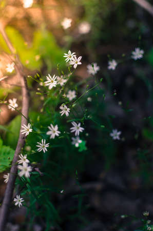 Flowers of the forest in the early morning rays of sunshineの写真素材