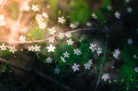 Flowers of the forest in the early morning rays of sunshineの写真素材