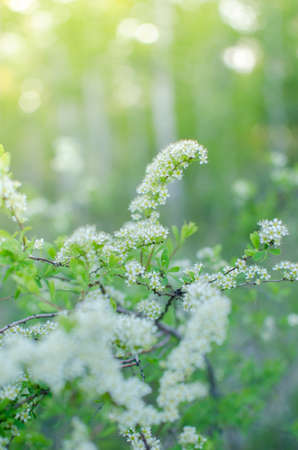 Flowers of the forest early in the morningの写真素材