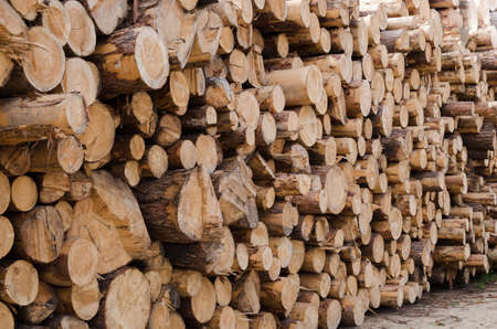 Large quantity of wood pine logs with bark