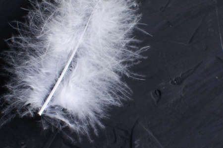 White goose feather on the concrete surfaceの写真素材