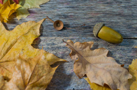 Fallen autumn maple, oak and towering mountain ash leaves on old wooden floor lit by the morning sunの写真素材