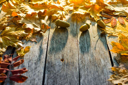 Fallen autumn maple, oak and towering mountain ash leaves on old wooden floor lit by the morning sunの写真素材