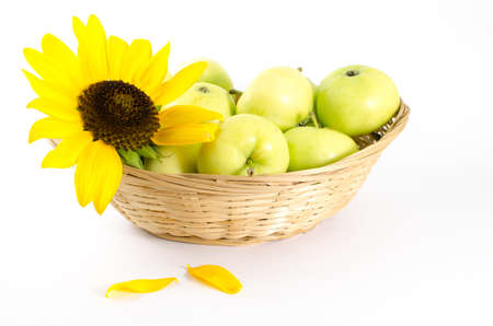 Flower of a sunflower and green apples in Kozyn on white backgroundの写真素材