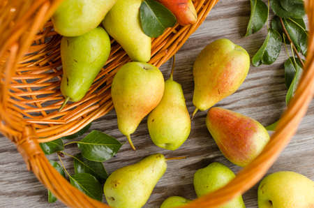 Lot of ripe pears spilled out of the basket on old wooden tableの写真素材