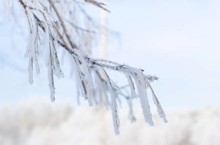 Birch branches covered with snow with frost on a cold morningの写真素材
