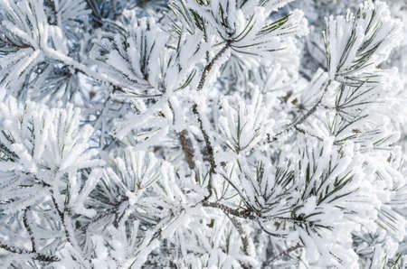 Pine branches covered with snow in Sunny winter day