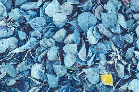 Background of fallen leaves covered with frost and snow. Toned and blueの写真素材