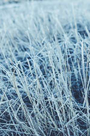 Background of the frozen grass is covered with frost.Toned and coldの写真素材