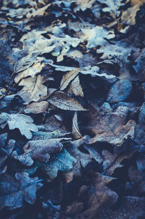 Background made of fallen and frozen of oak leaves in frostの写真素材