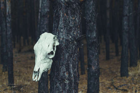 The horse skull hanging on a tree in a pine forestの写真素材