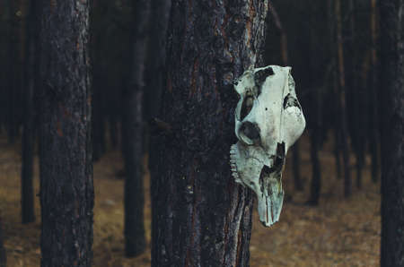 The horse skull hanging on a tree in a pine forestの写真素材