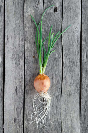 Sprouted onion head on old wooden background close upの写真素材