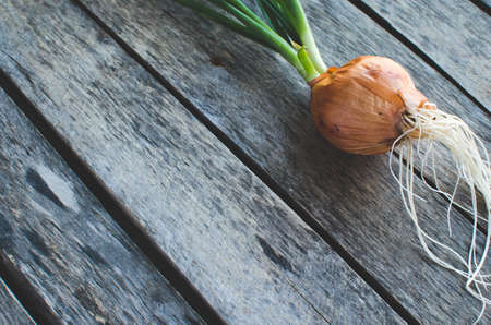 Sprouted onion head on old wooden background close upの写真素材