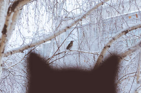 Silhouette of a black cat watching a bird through a window in snowy weather.の写真素材