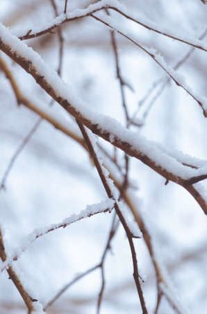 Birch branches are covered with snow after a snow storm. The concept of bad weather.の写真素材