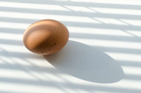 Chicken egg on a white table, a drop shadow from the blinds and from the egg.の写真素材