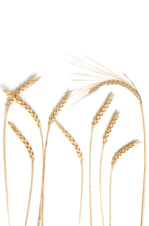Sprig of wheat on a white background . Healthy food close-up.の写真素材