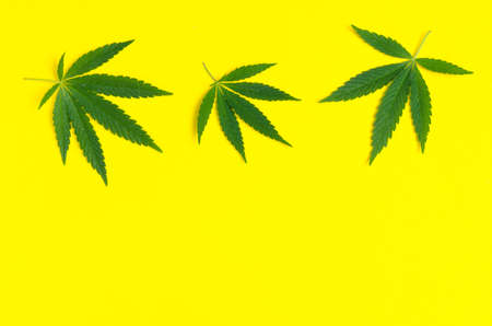 Hemp leaf, marijuana on yellow background close up.