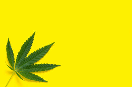 Hemp leaf, marijuana on yellow background close up.の写真素材