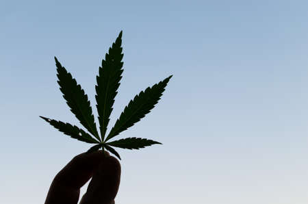 Silhouette of hemp leaf in hand of man against blue sky.の写真素材