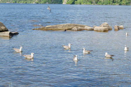 Large gulls on the water.The birds and wildlife.の写真素材
