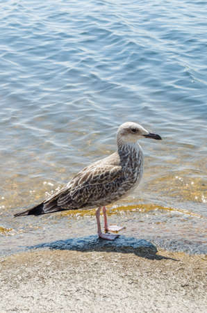 Seagull on the shore of a hot beach.The hot summer day.Wildlife.の写真素材