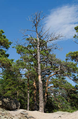 Pine sprouted among the rocks and stones on the mountain.Nature and forests.