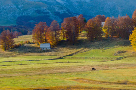 Alpine meadows yellowed autumn trees with mountains in the backgroundの写真素材